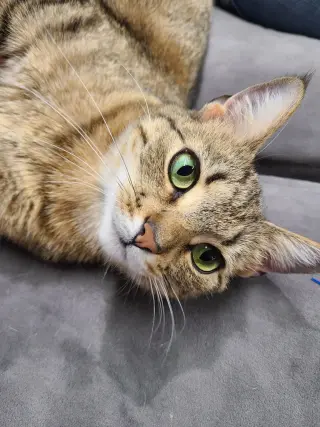 Dora