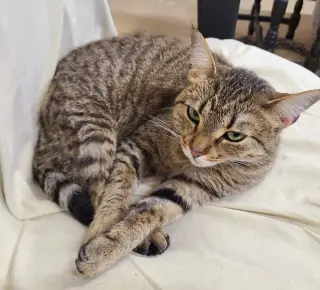 Dora