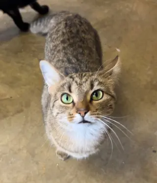 Dora