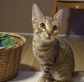 Leo