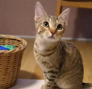 Leo