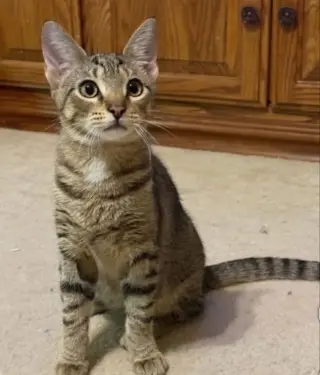 Leo