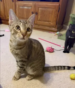 Leo