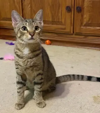 Leo