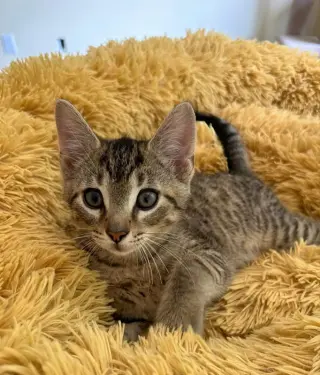 Leo