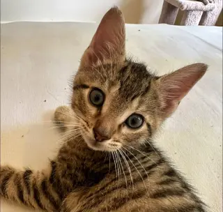 Leo
