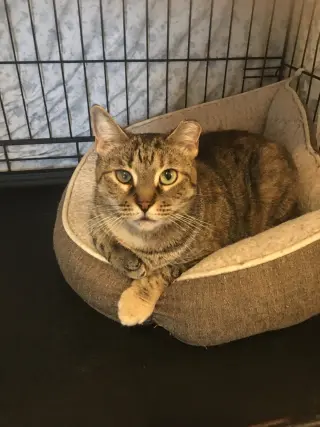 Ella
