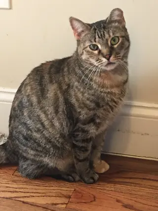 Ella