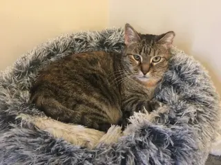 Ella