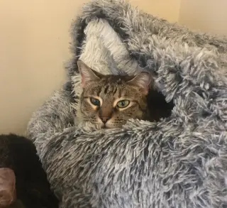 Ella