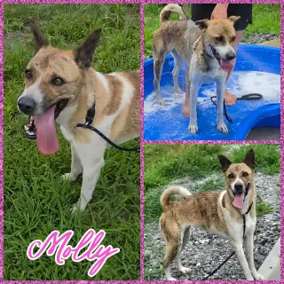 Molly