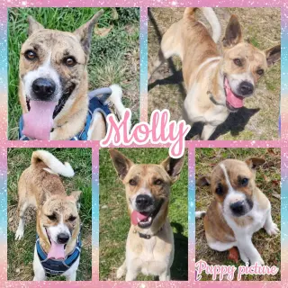 Molly