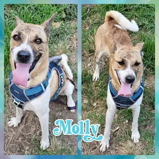 Molly