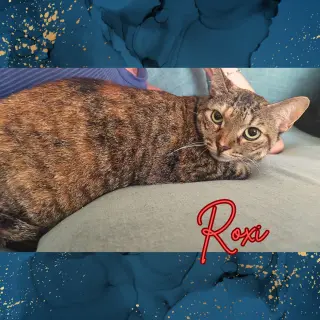 Roxi