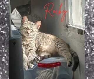 Roxi
