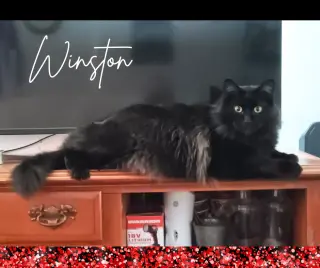 Winston