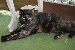 Tori