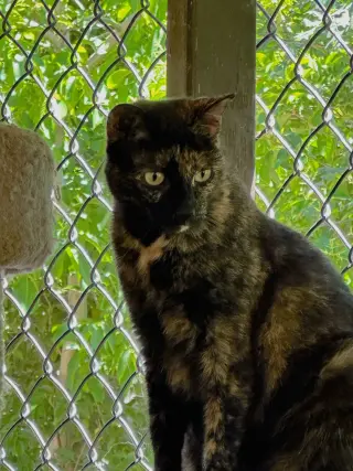 Tori