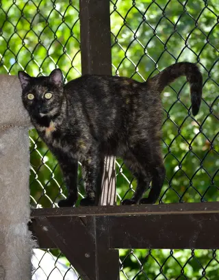 Tori