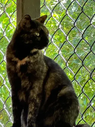 Tori