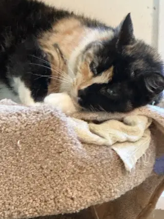 Sweetie