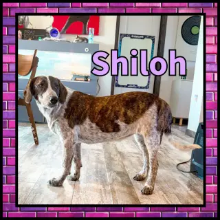 Shiloh GDP