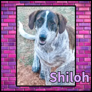 Shiloh GDP