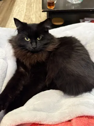 Maarva