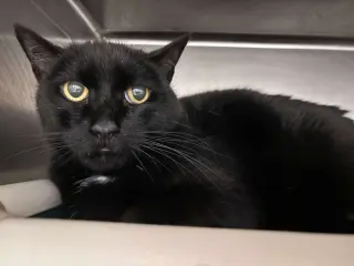 Edwina: Not at shelter (Debra)