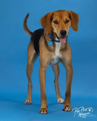 Otis