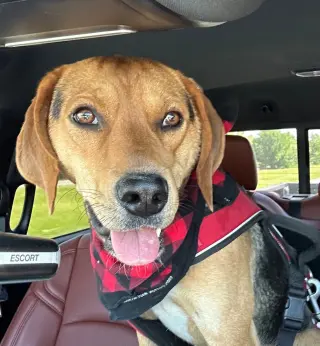 Otis