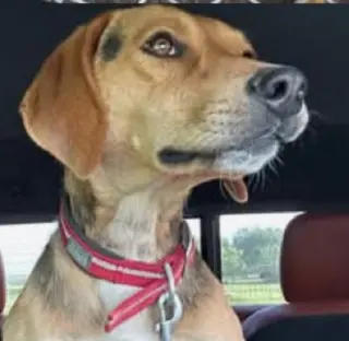 Otis