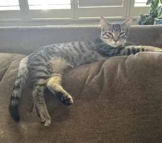Tommy ( Sydney- Brit)