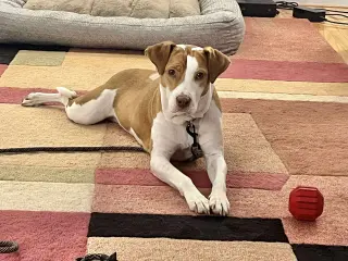 Coco