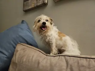 Punk ~ aka Puck
