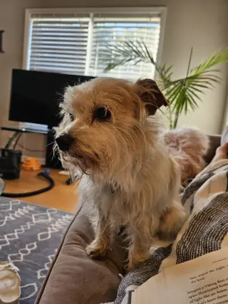 Punk ~ aka Puck