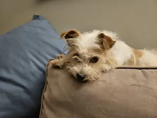 Punk ~ aka Puck