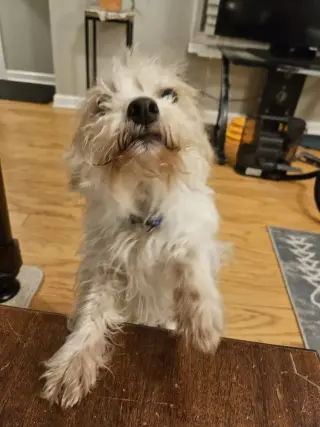 Punk ~ aka Puck