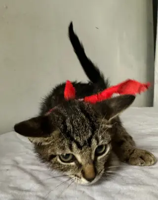 LEONARDO