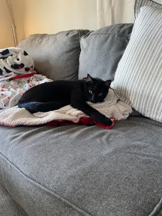 Duke (Courtesy Post)