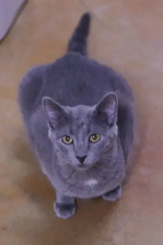 Dusty