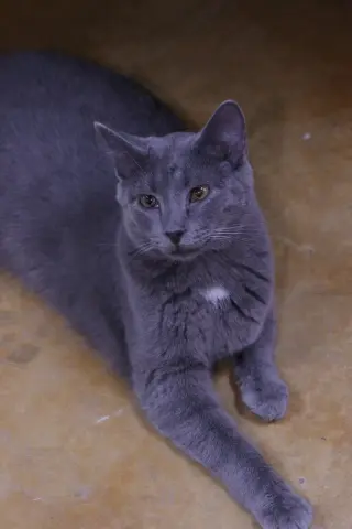 Dusty