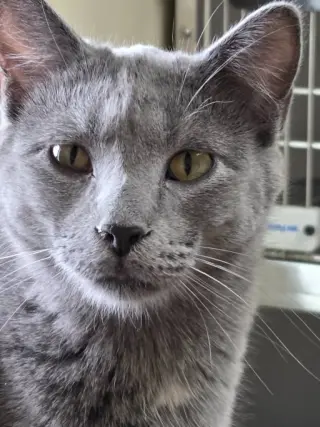 Dusty