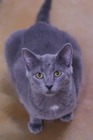 Dusty