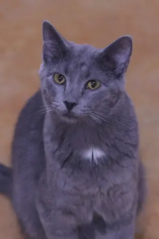 Dusty
