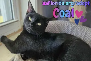 Coal