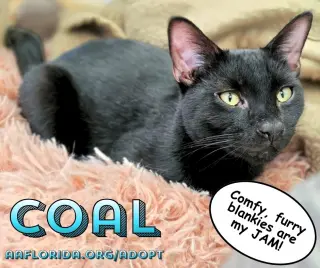 Coal