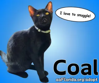 Coal