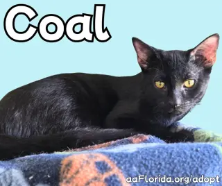 Coal
