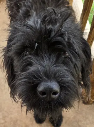 Gracie